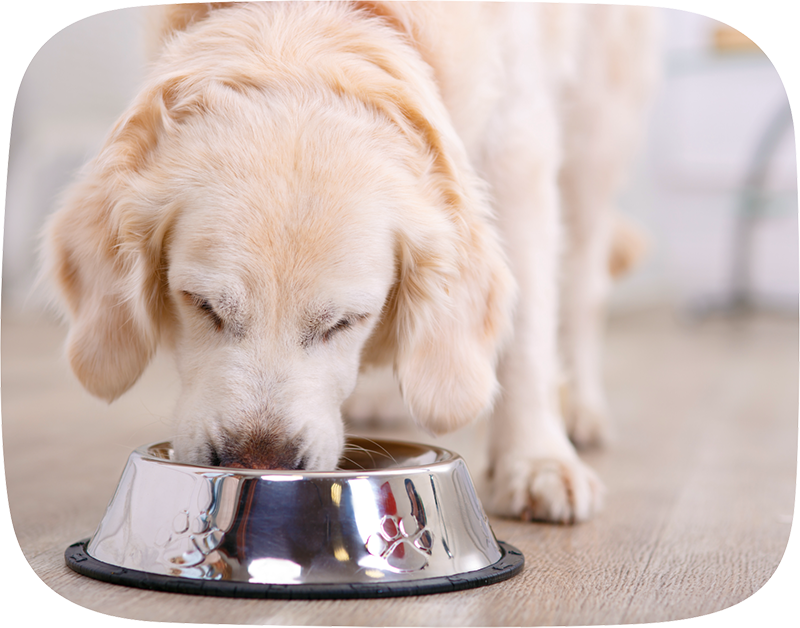 retriever eating from dog bowl